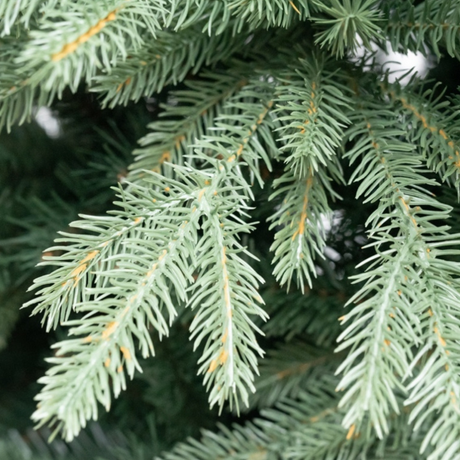 Natale