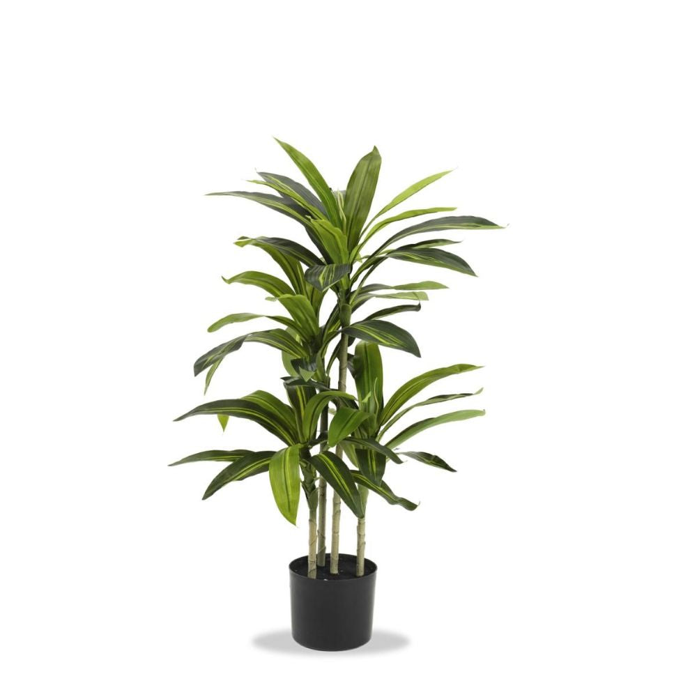 Fantin - Set 2 Piante Tropicale con Vaso